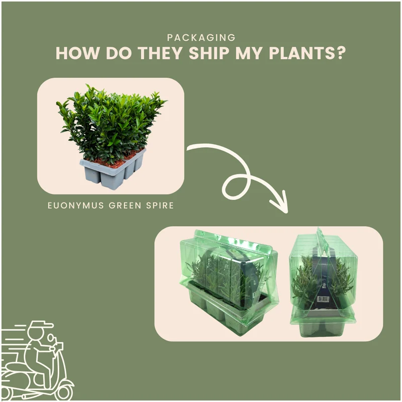 12x Euonymus 'Green Spire' 2x