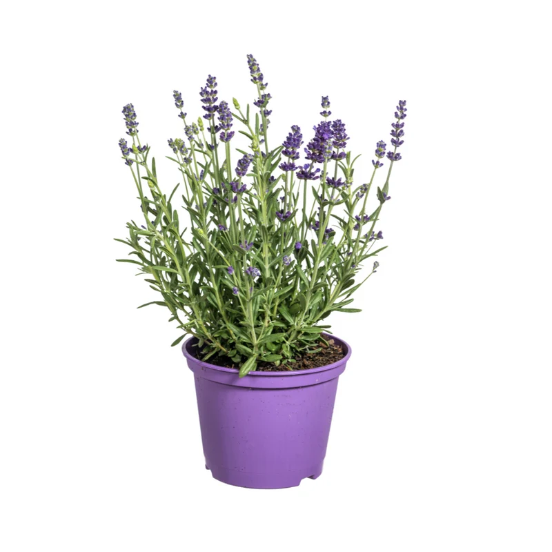 8x Lavandula Angustifolia