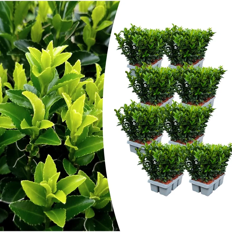 8 x Set van 6 Euonymus 'Green Spire'