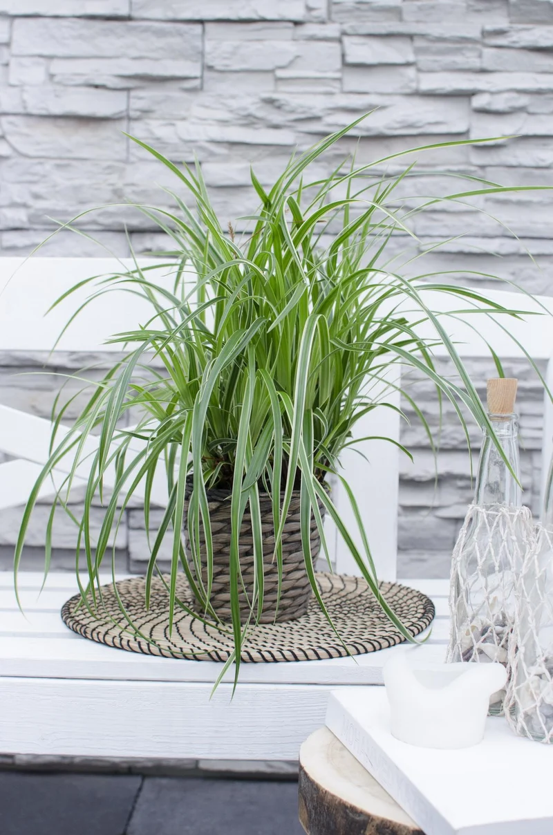 3x - Carex morrowii 'Ice Dance'