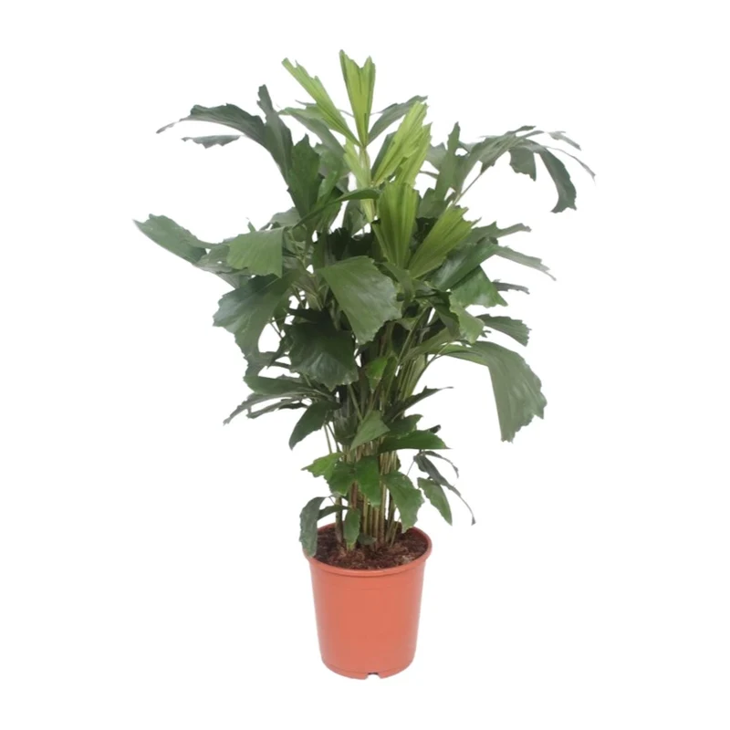 Caryota Mitis