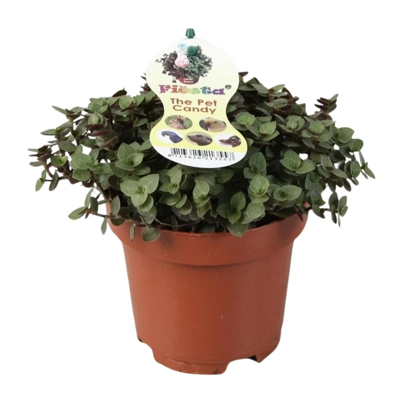 Calissia Repens