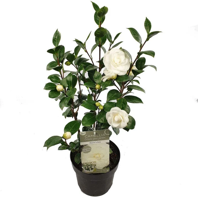 Camellia jap. 'Nuccio's Gem'