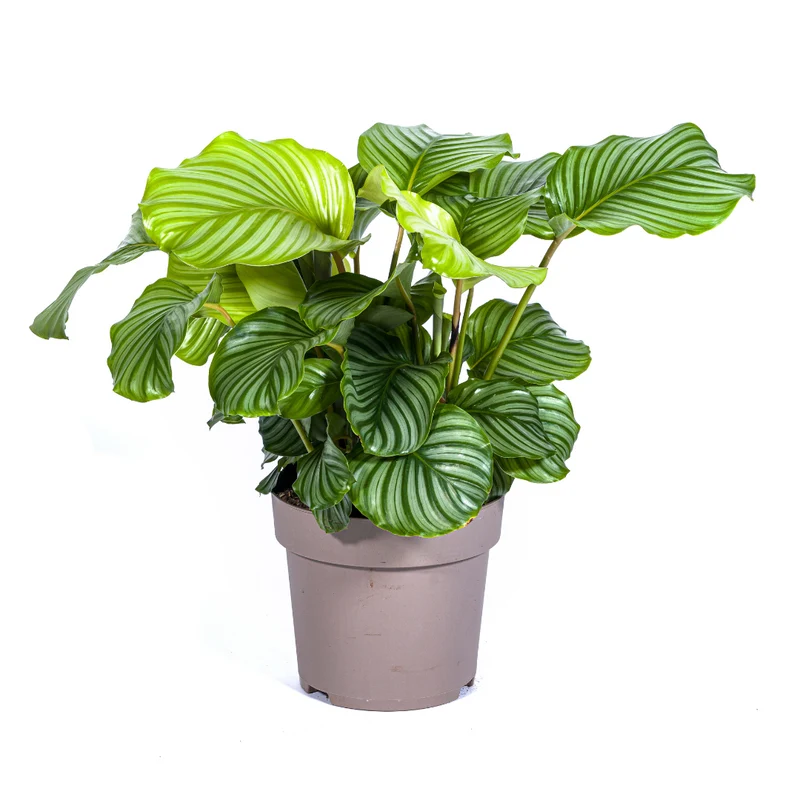 Calathea Orbifolia
