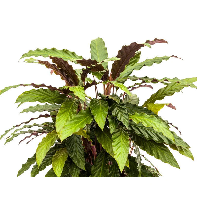 Calathea Rufibarba