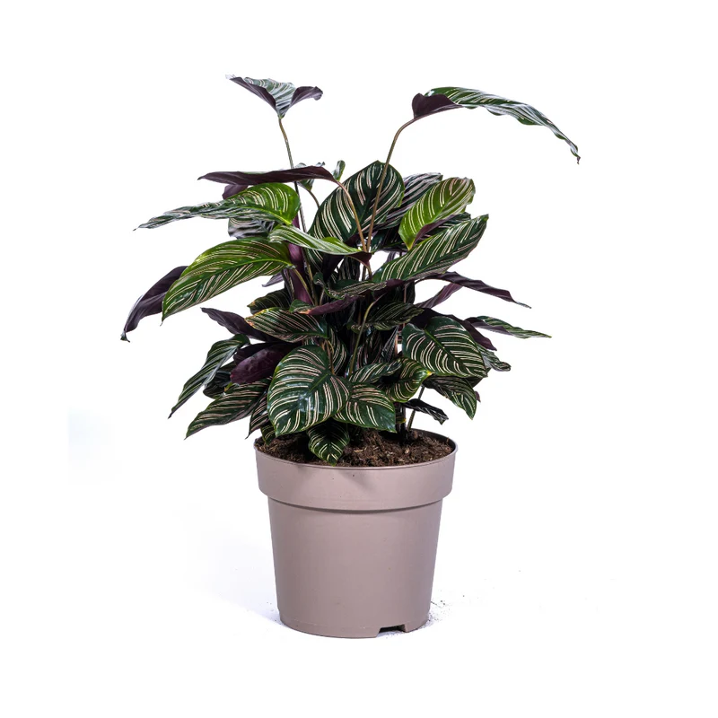 Calathea Ornata Sanderiana