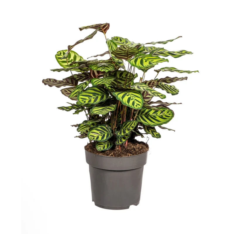 Calathea Makoyana