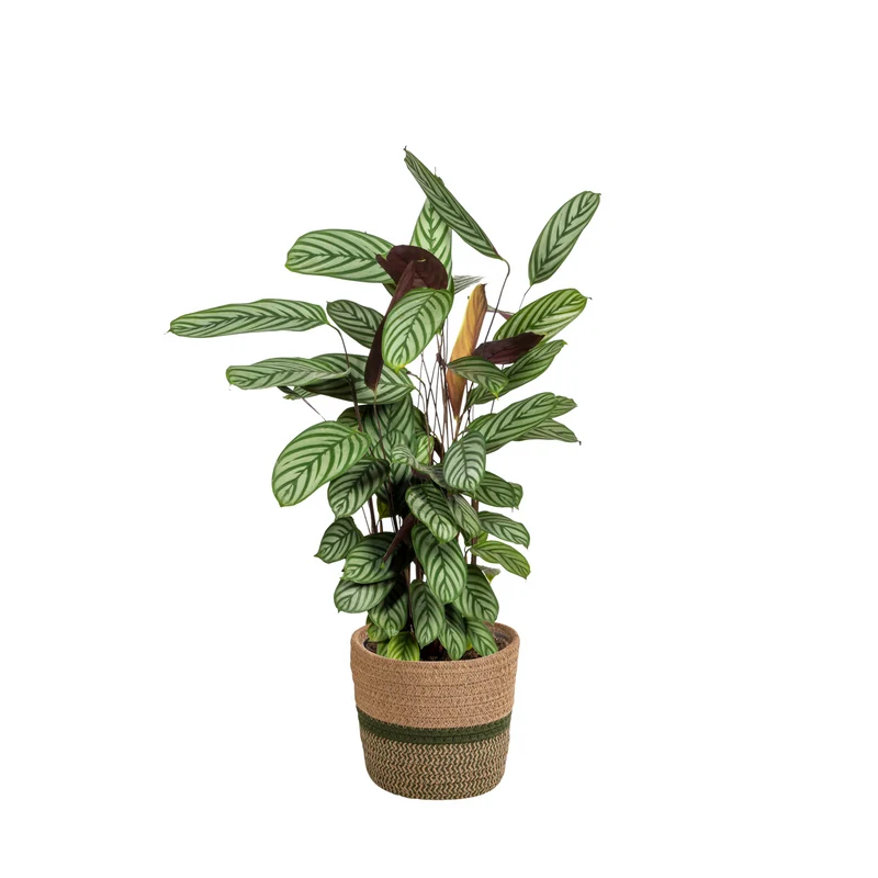 Calathea Oppenheimiana met mand