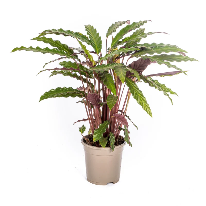 Calathea Rufibarba