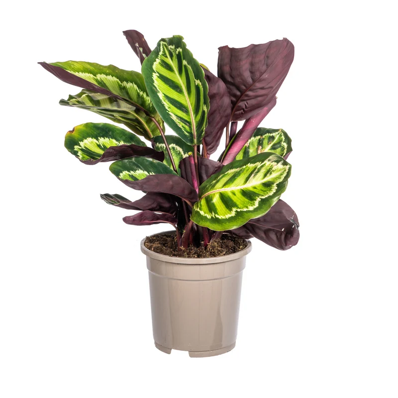 Calathea Roseopicta