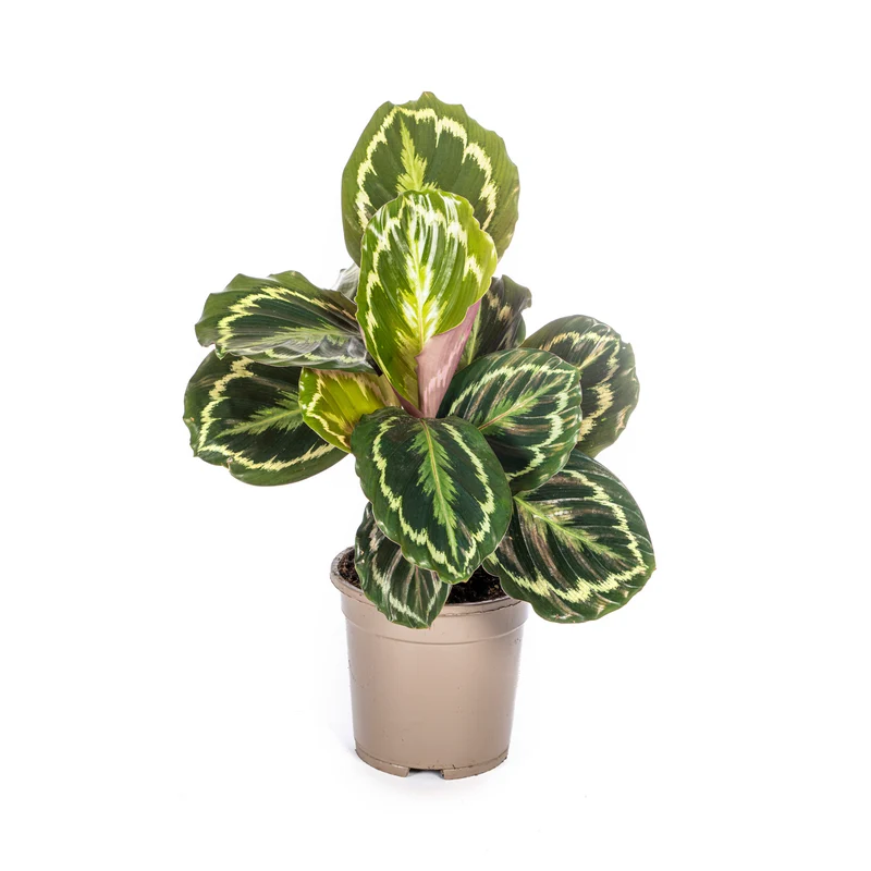 Calathea Medallion