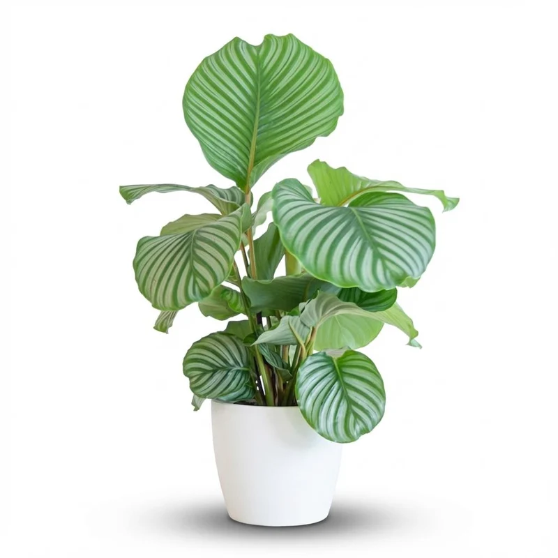 Calathea Orbifolia met witte pot