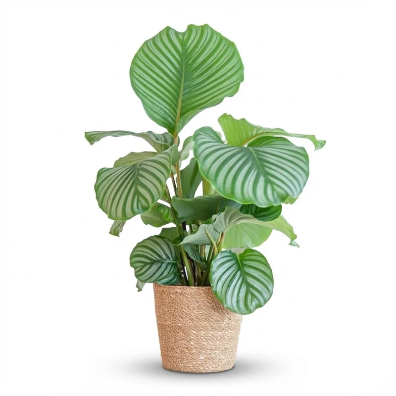 Calathea Orbifolia met Zeegras mand naturel