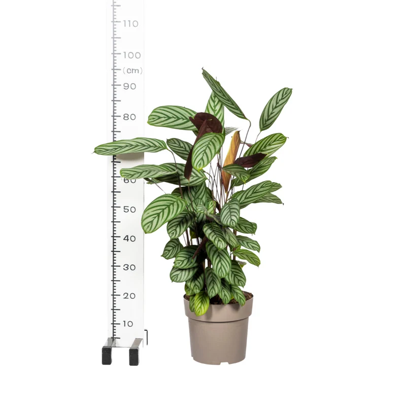 Calathea Oppenheimiana