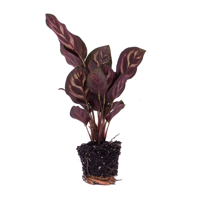Calathea Makoyana - Pauwenplant - Terrarium plant - Potmaat 6