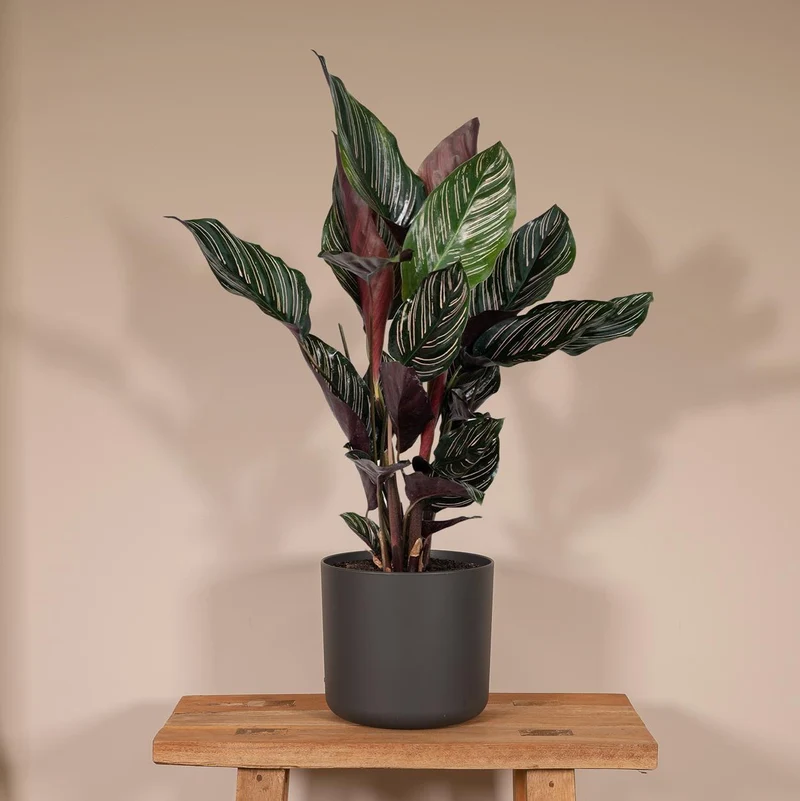 Calathea Ornata