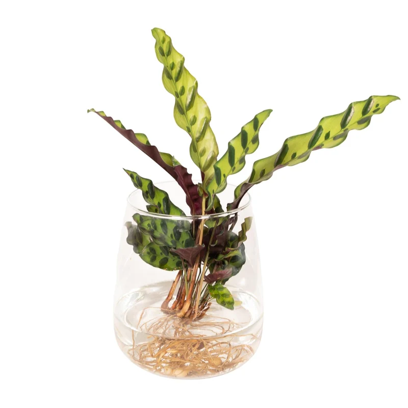 Calathea Insignis in Kingston glas