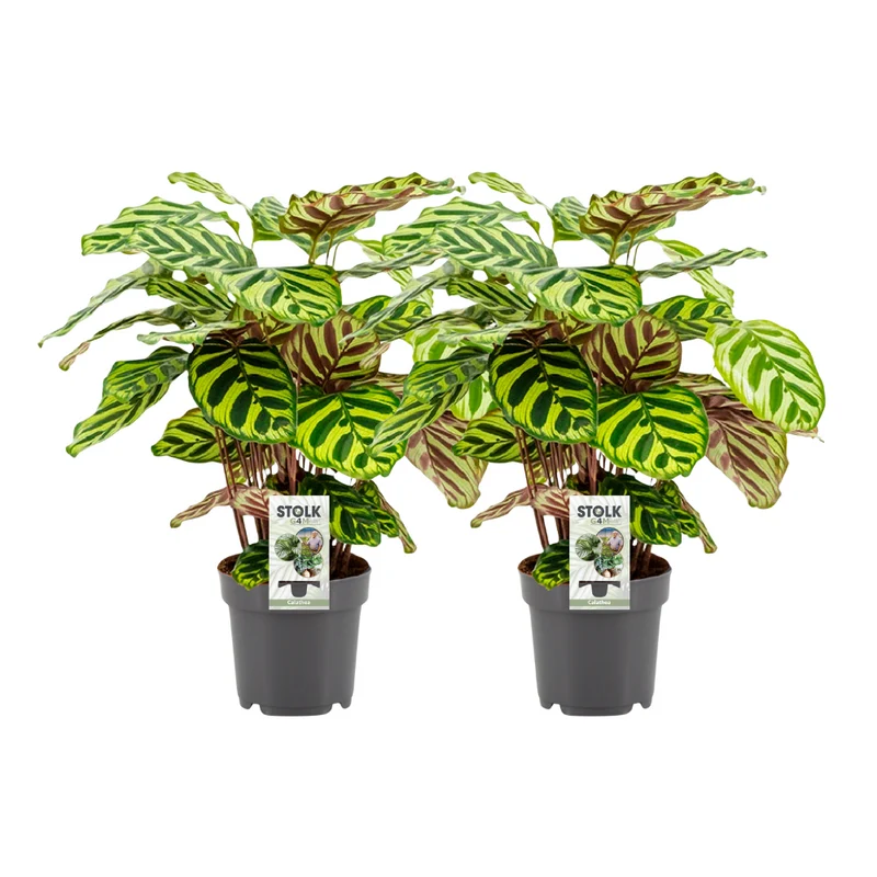 Calathea Makoyana - 2 stuks