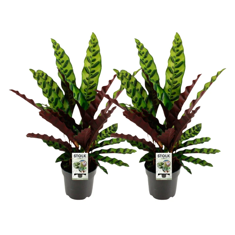 Calathea Lancifolia Insignis - 2 stuks