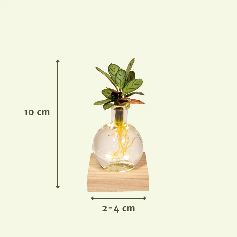 Calathea in Samoa glas met LED verlichting