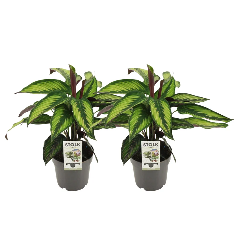 Calathea Majestica Princeps - 2 stuks
