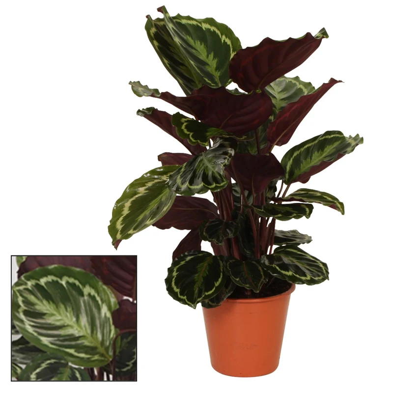 Calathea Medaillon