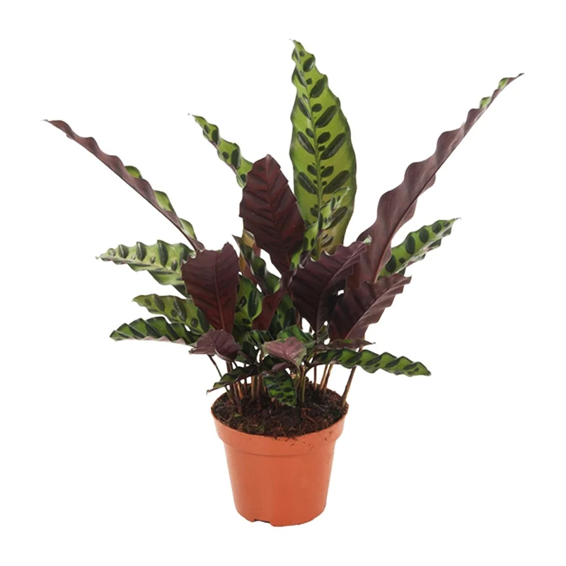 Calathea Insignis