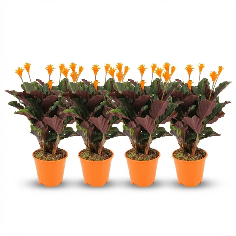 Calathea Crocata - 4 Stuks - Ø