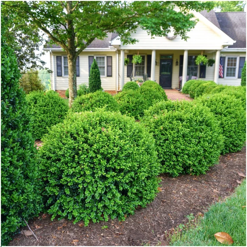 12 x Set van 6 Buxus NewGen Freedom – Groenblijvende Struiken 72 x