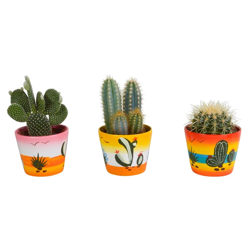 Cactus mix