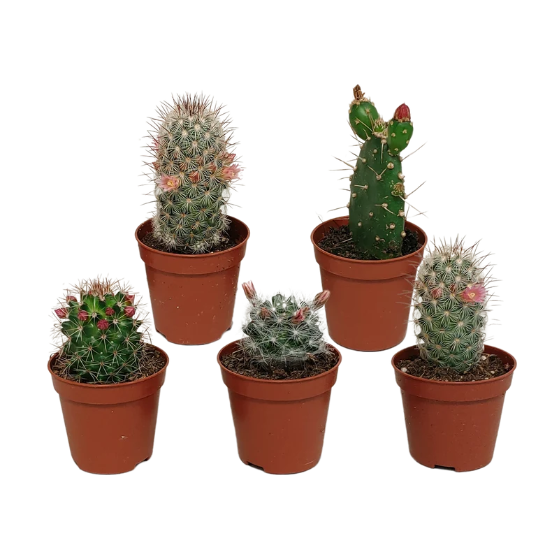 Cactus mix