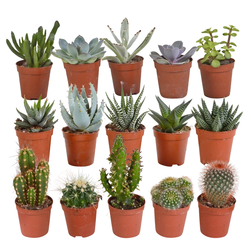 Cactus en vetplanten mix | 15 stuks - zonder pot