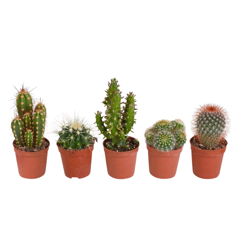 Cactus mix