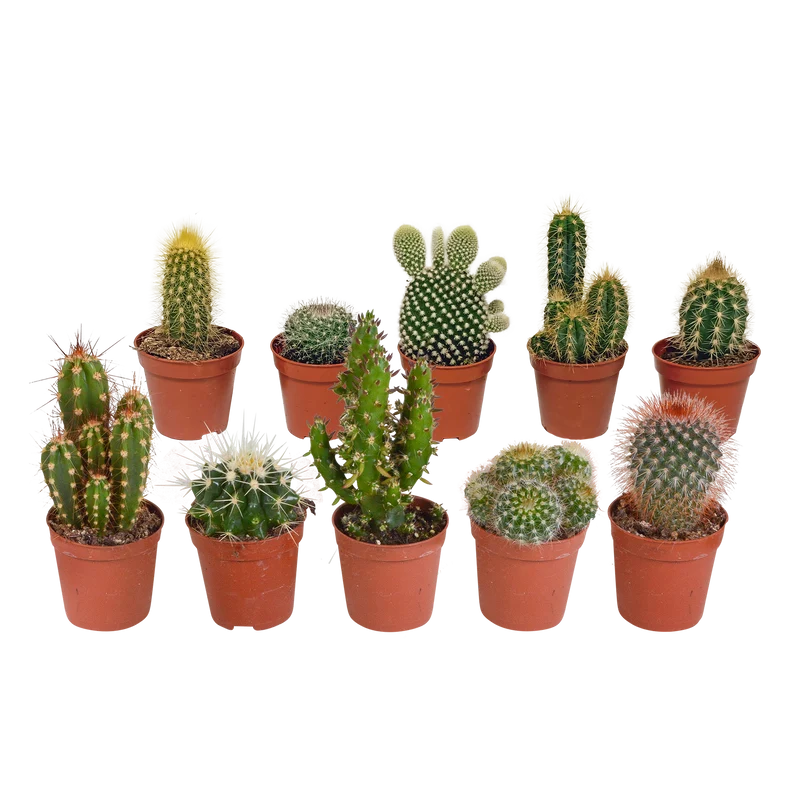 Cactus mix