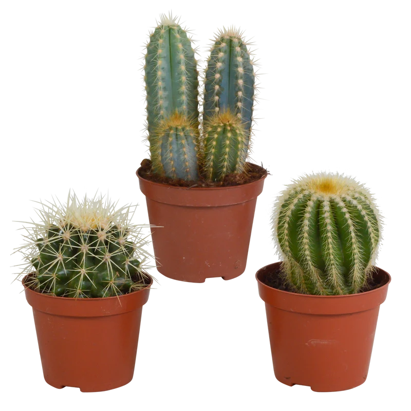 Cactus mix