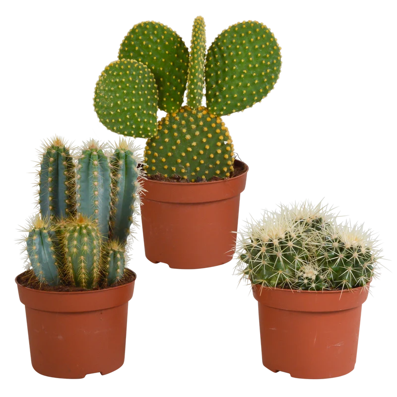 Cactus mix