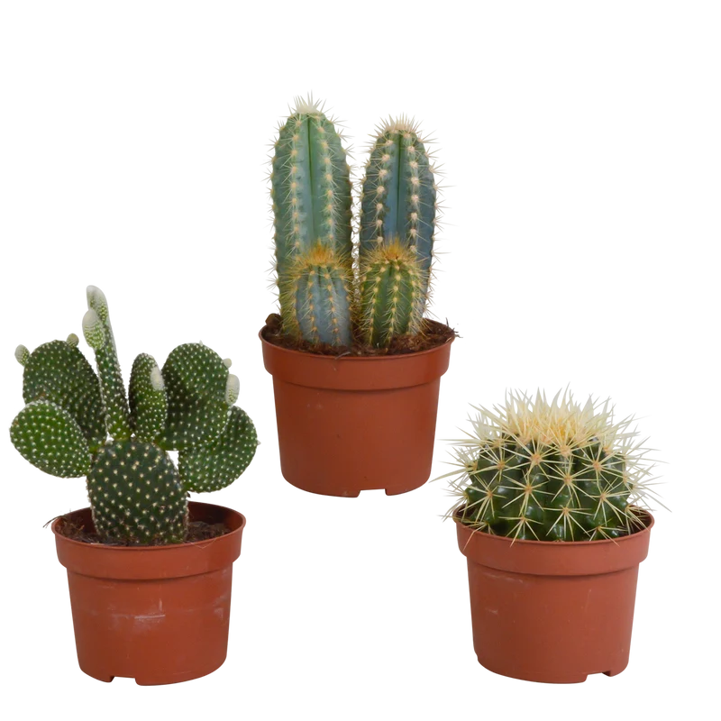 Cactus mix