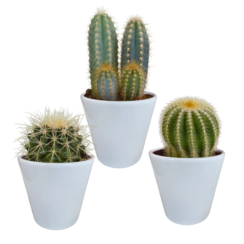 Cactus mix