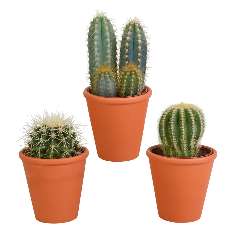 Cactus mix