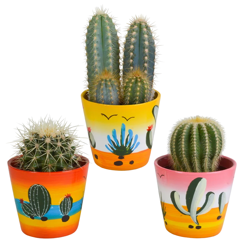 Cactus mix