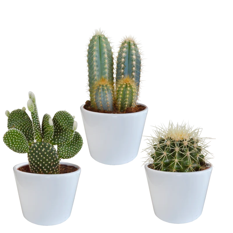 Cactus mix