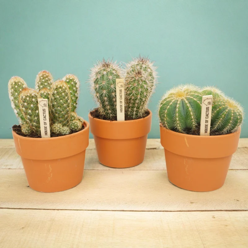 Cactus mix