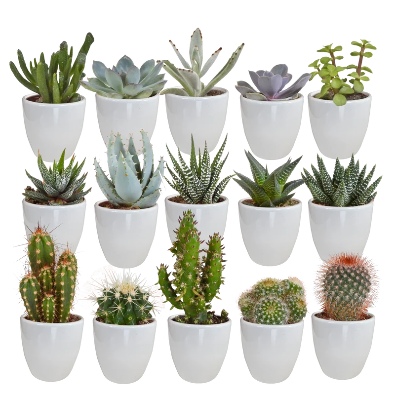 Cactus en vetplanten mix | 15 stuks - in witte pot