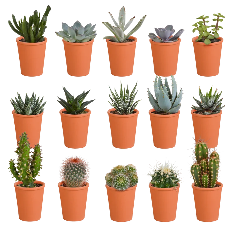 Cactus en vetplanten mix | 15 stuks - in terracotta pot