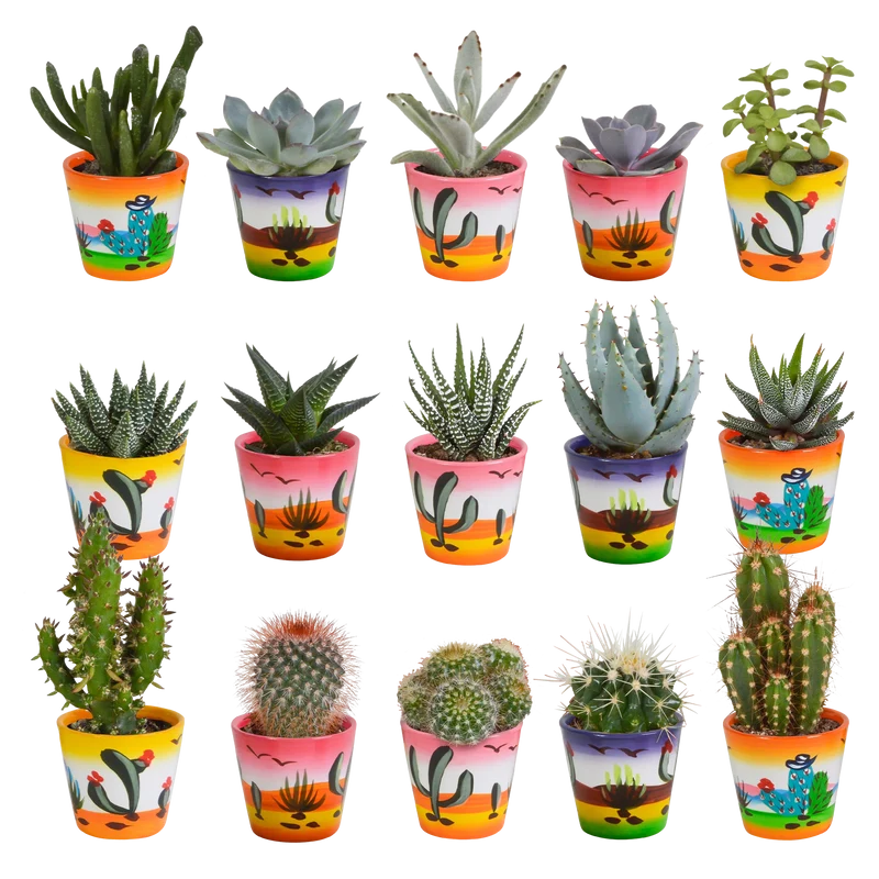 Cactus en vetplanten mix | 15 stuks - in Mexicaanse pot