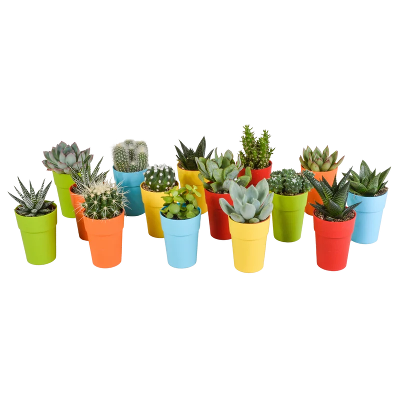 Cactus en vetplanten mix | 15 stuks - in gekleurde plasticpot