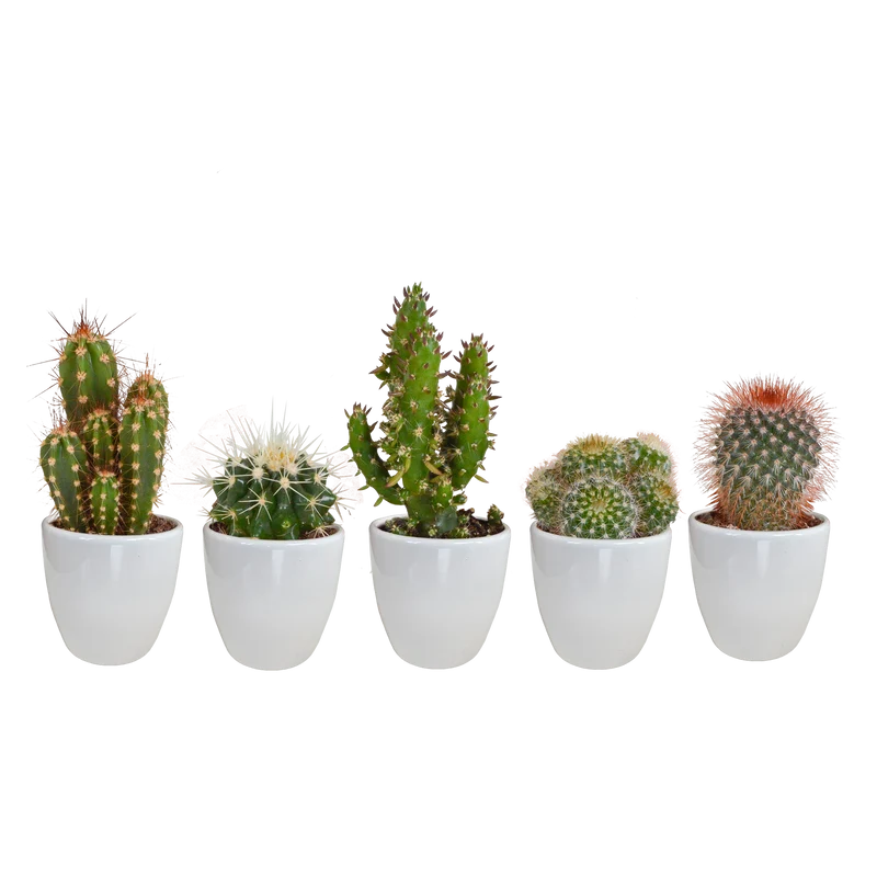 Cactus mix