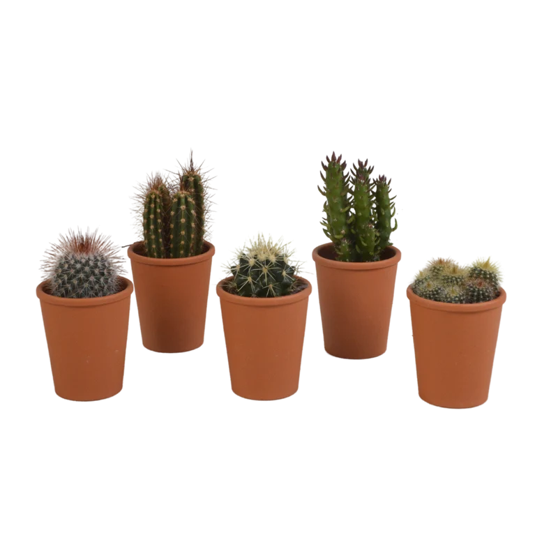 Cactus mix