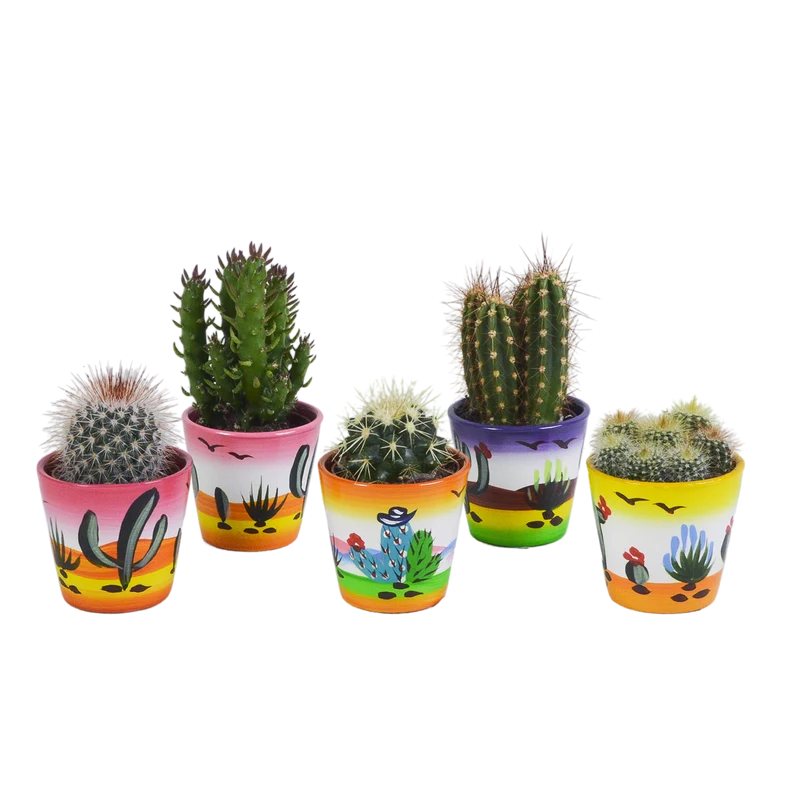 Cactus mix