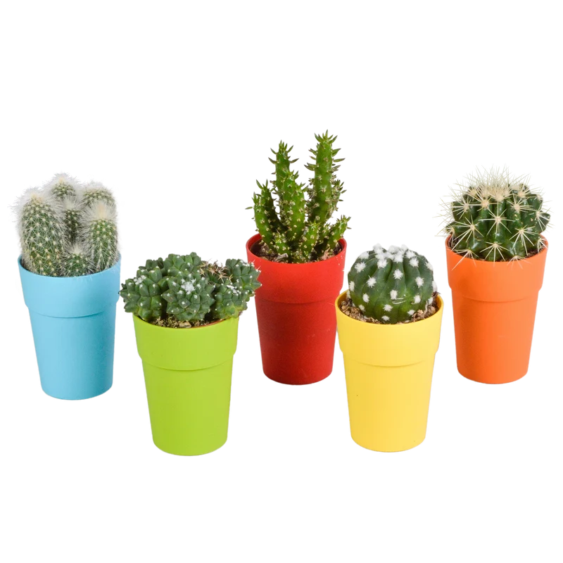 Cactus mix